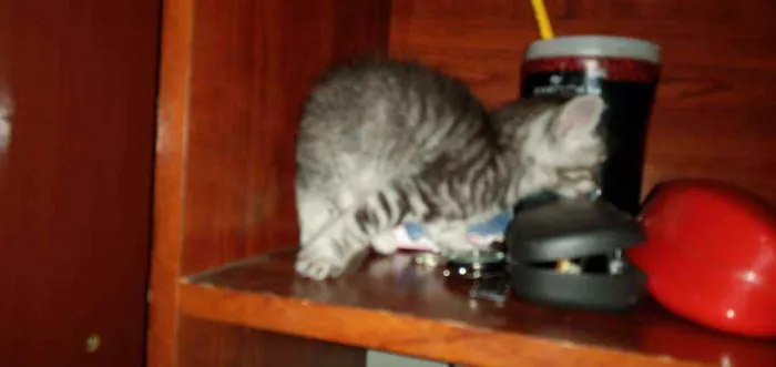Gato ra a SRD idade Abaixo de 2 meses nome Pequenininhos