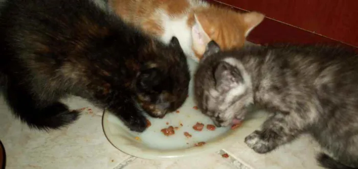 Gato ra a SRD idade Abaixo de 2 meses nome Pequenininhos