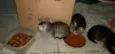 Pequenininhos