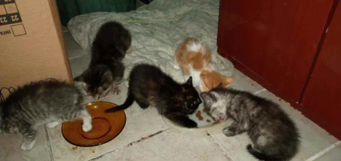 Gato ra a SRD idade Abaixo de 2 meses nome Pequenininhos