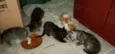 Pequenininhos