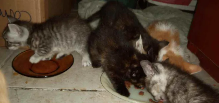Gato ra a SRD idade Abaixo de 2 meses nome Pequenininhos