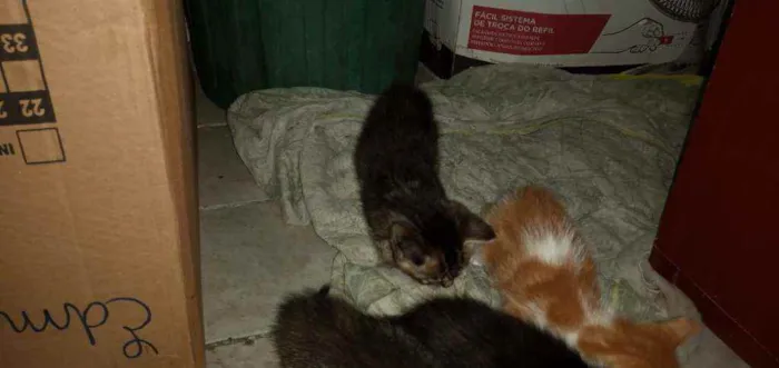 Gato ra a SRD idade Abaixo de 2 meses nome Pequenininhos