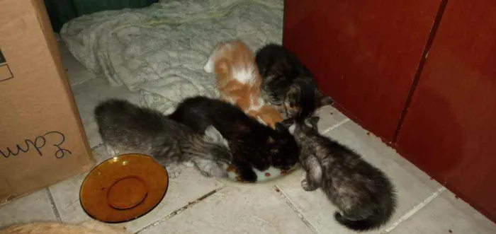 Gato ra a SRD idade Abaixo de 2 meses nome Pequenininhos