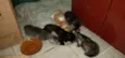 Pequenininhos