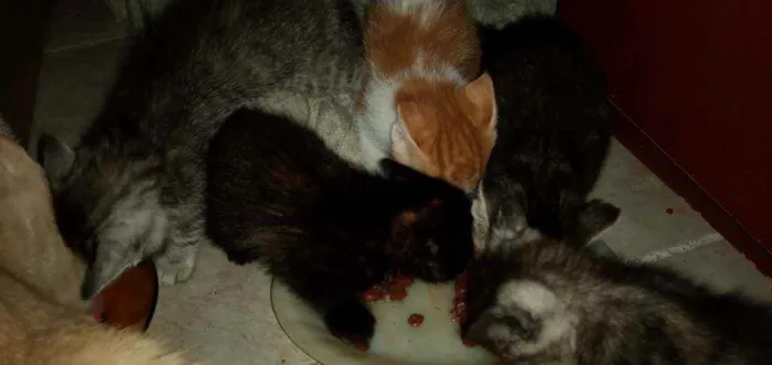 Gato ra a SRD idade Abaixo de 2 meses nome Pequenininhos