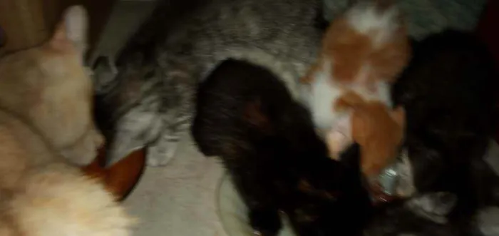 Gato ra a SRD idade Abaixo de 2 meses nome Pequenininhos