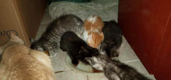Gato ra a SRD idade Abaixo de 2 meses nome Pequenininhos