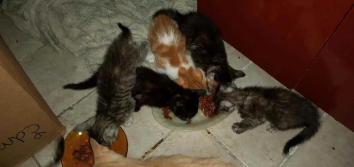 Gato ra a SRD idade Abaixo de 2 meses nome Pequenininhos