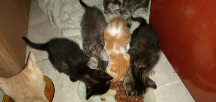 Gato ra a SRD idade Abaixo de 2 meses nome Pequenininhos