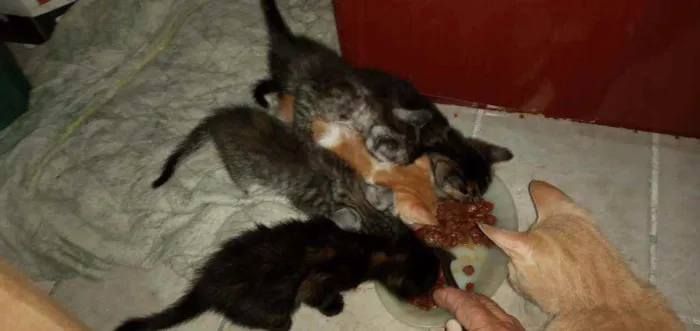 Gato ra a SRD idade Abaixo de 2 meses nome Pequenininhos
