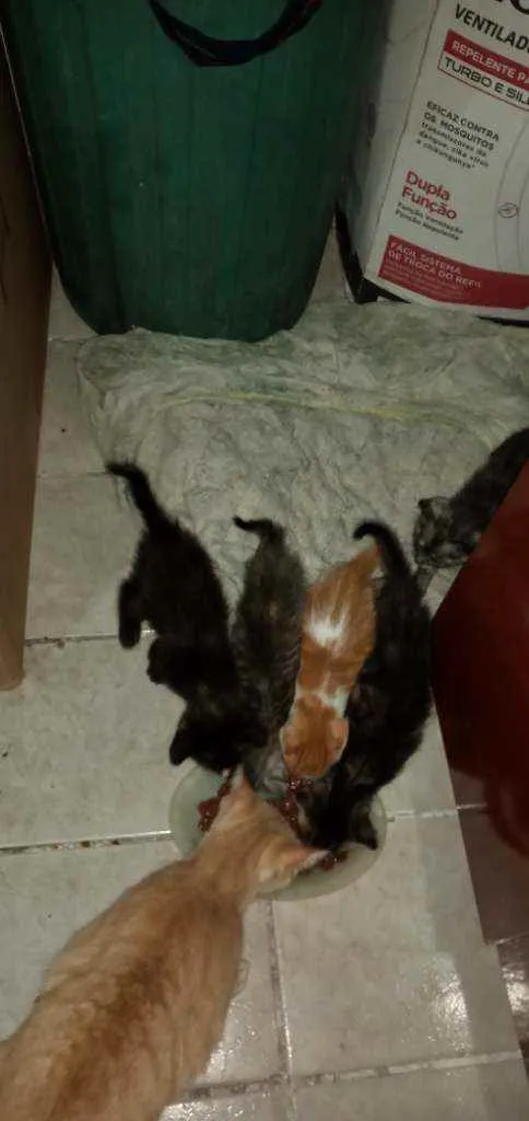 Gato ra a SRD idade Abaixo de 2 meses nome Pequenininhos