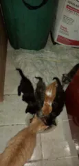 Pequenininhos