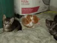 Pequenininhos