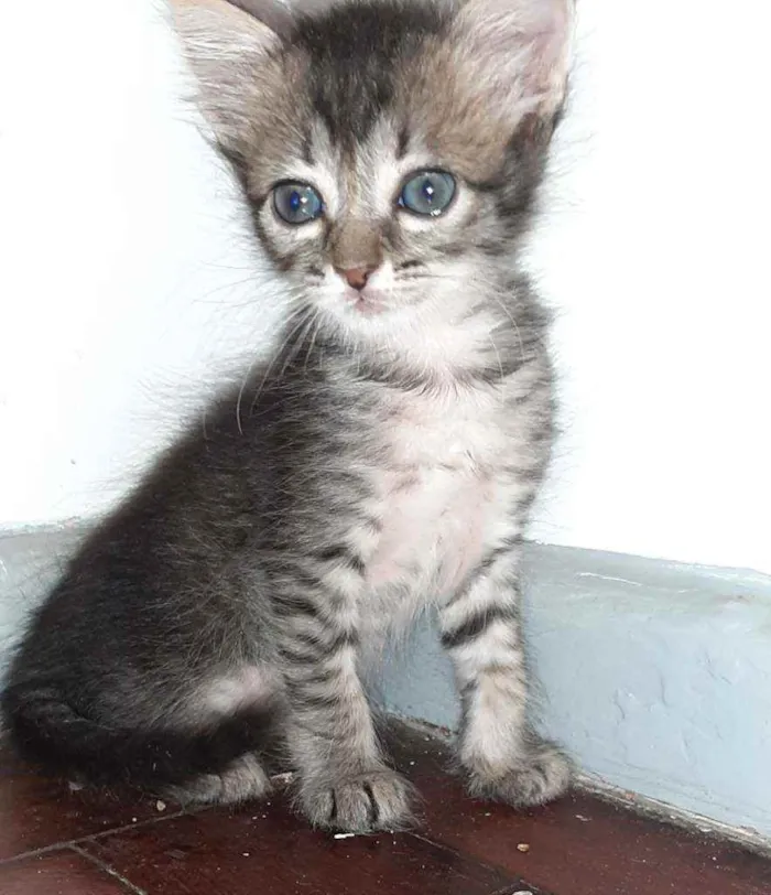 Gato ra a Sem  idade 2 a 6 meses nome O dono vai escolher 