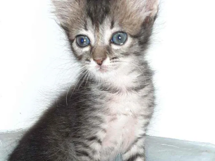 Gato ra a Sem  idade 2 a 6 meses nome O dono vai escolher 