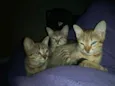 Naru, Ino, saky, Hin