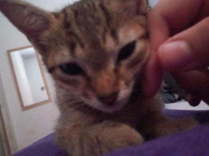 Gato raça  idade 2 a 6 meses nome Naru, Ino, saky, Hin