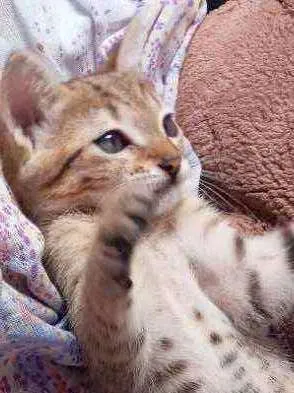 Gato raça  idade 2 a 6 meses nome Naru, Ino, saky, Hin