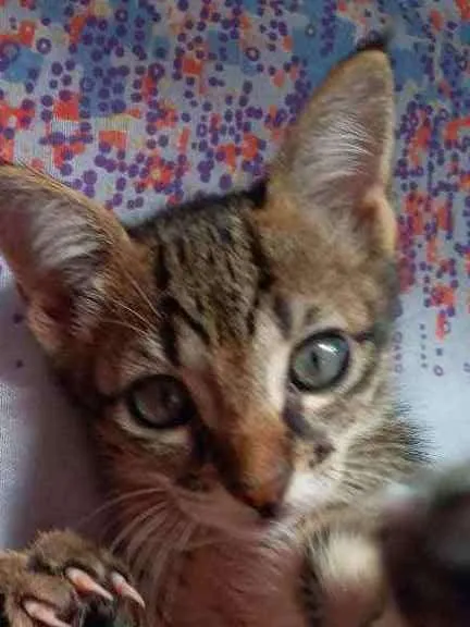 Gato raça  idade 2 a 6 meses nome Naru, Ino, saky, Hin