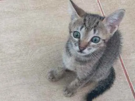 Gato raça  idade 2 a 6 meses nome Naru, Ino, saky, Hin