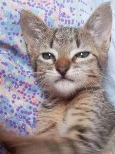 Gato raça  idade 2 a 6 meses nome Naru, Ino, saky, Hin