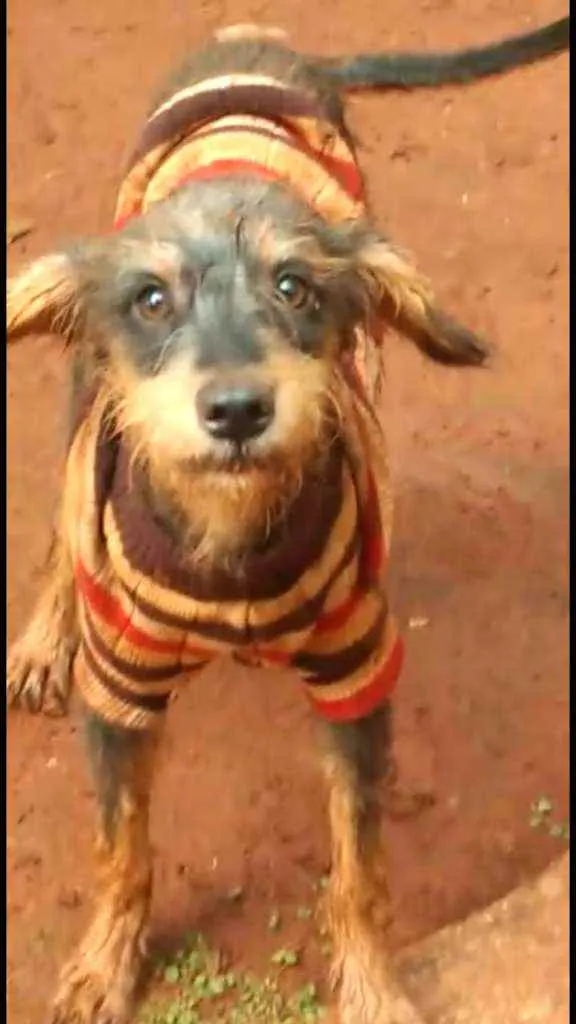 Cachorro ra a SRD idade 1 ano nome Nina Vitória 