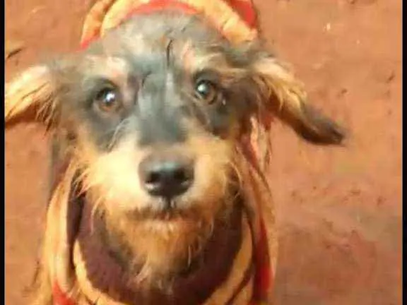 Cachorro ra a SRD idade 1 ano nome Nina Vitória 