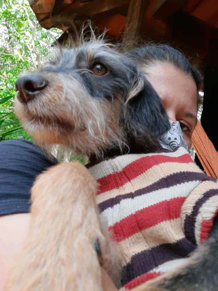 Cachorro ra a SRD idade 1 ano nome Nina Vitória 