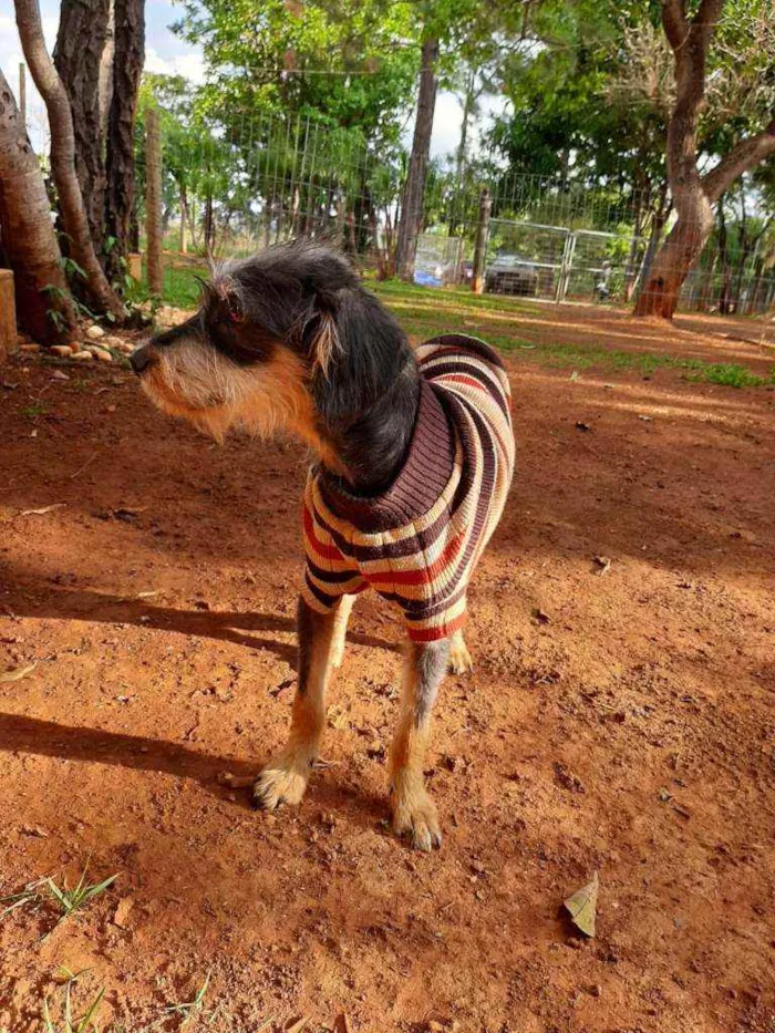 Cachorro ra a SRD idade 1 ano nome Nina Vitória 