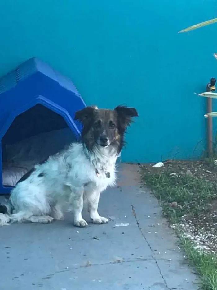 Cachorro ra a Vira lata idade 5 anos nome Noah