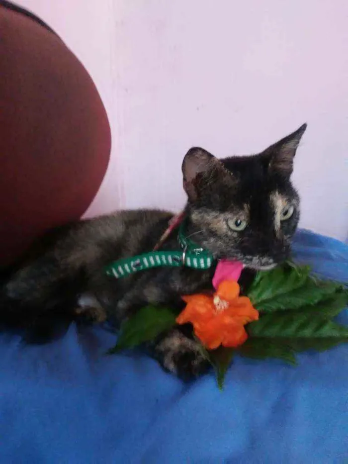 Gato ra a Comum tricolor idade 7 a 11 meses nome Frida