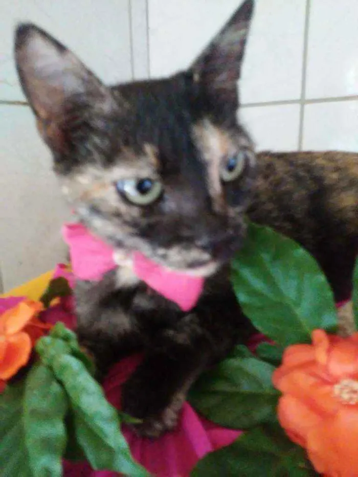 Gato ra a Comum tricolor idade 7 a 11 meses nome Frida