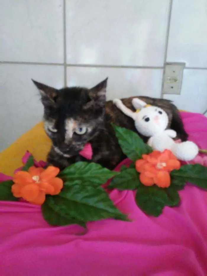 Gato ra a Comum tricolor idade 7 a 11 meses nome Frida