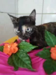 Frida