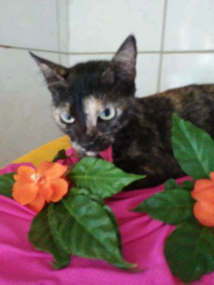 Gato ra a Comum tricolor idade 7 a 11 meses nome Frida