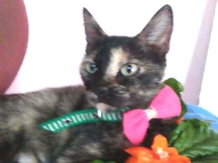 Gato ra a Comum tricolor idade 7 a 11 meses nome Frida