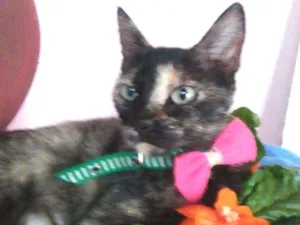 Gato raça Comum tricolor idade 7 a 11 meses nome Frida
