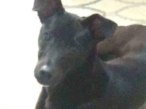 Cachorro raça Idenfinido idade 1 ano nome Nick