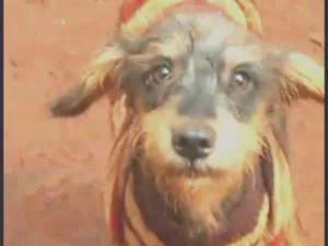 Cachorro raça SRD idade 1 ano nome Nina Vitória 