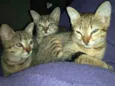 Naru, Ino, saky, Hin