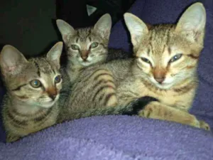 Gato raça  idade 2 a 6 meses nome Naru, Ino, saky, Hin