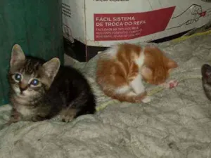 Gato raça SRD idade Abaixo de 2 meses nome Pequenininhos