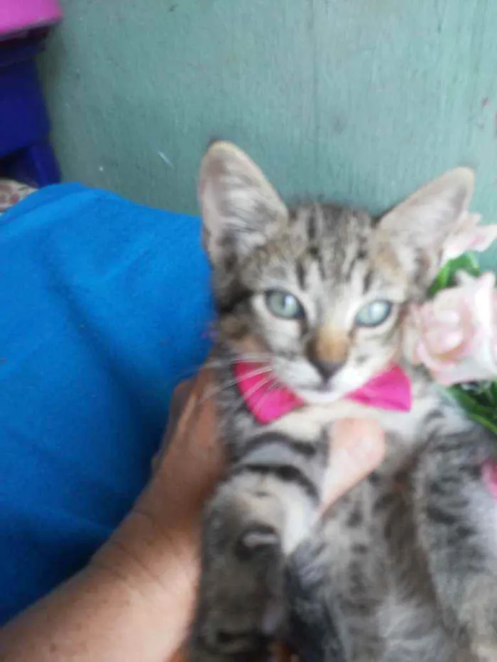 Gato ra a Comum tigresa idade 2 a 6 meses nome Tigrinho