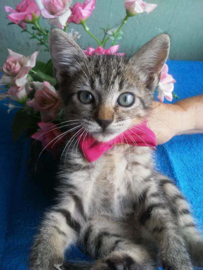 Gato ra a Comum tigresa idade 2 a 6 meses nome Tigrinho
