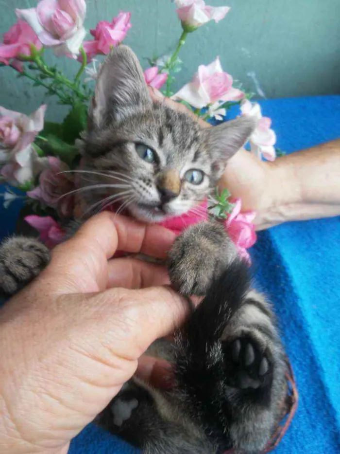 Gato ra a Comum tigresa idade 2 a 6 meses nome Tigrinho