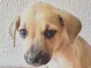 Cachorro raça SRD-ViraLata idade 2 a 6 meses nome Sem nome