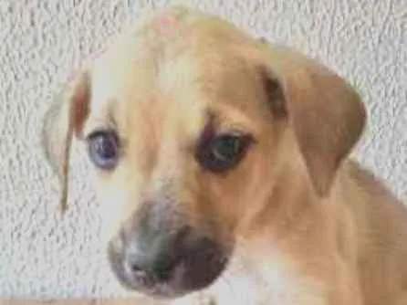 Cachorro ra a SRD-ViraLata idade 2 a 6 meses nome Sem nome