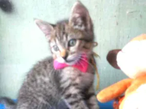 Gato raça Comum tigresa idade 2 a 6 meses nome Tigrinho
