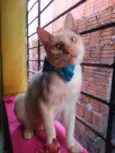 Floquinho